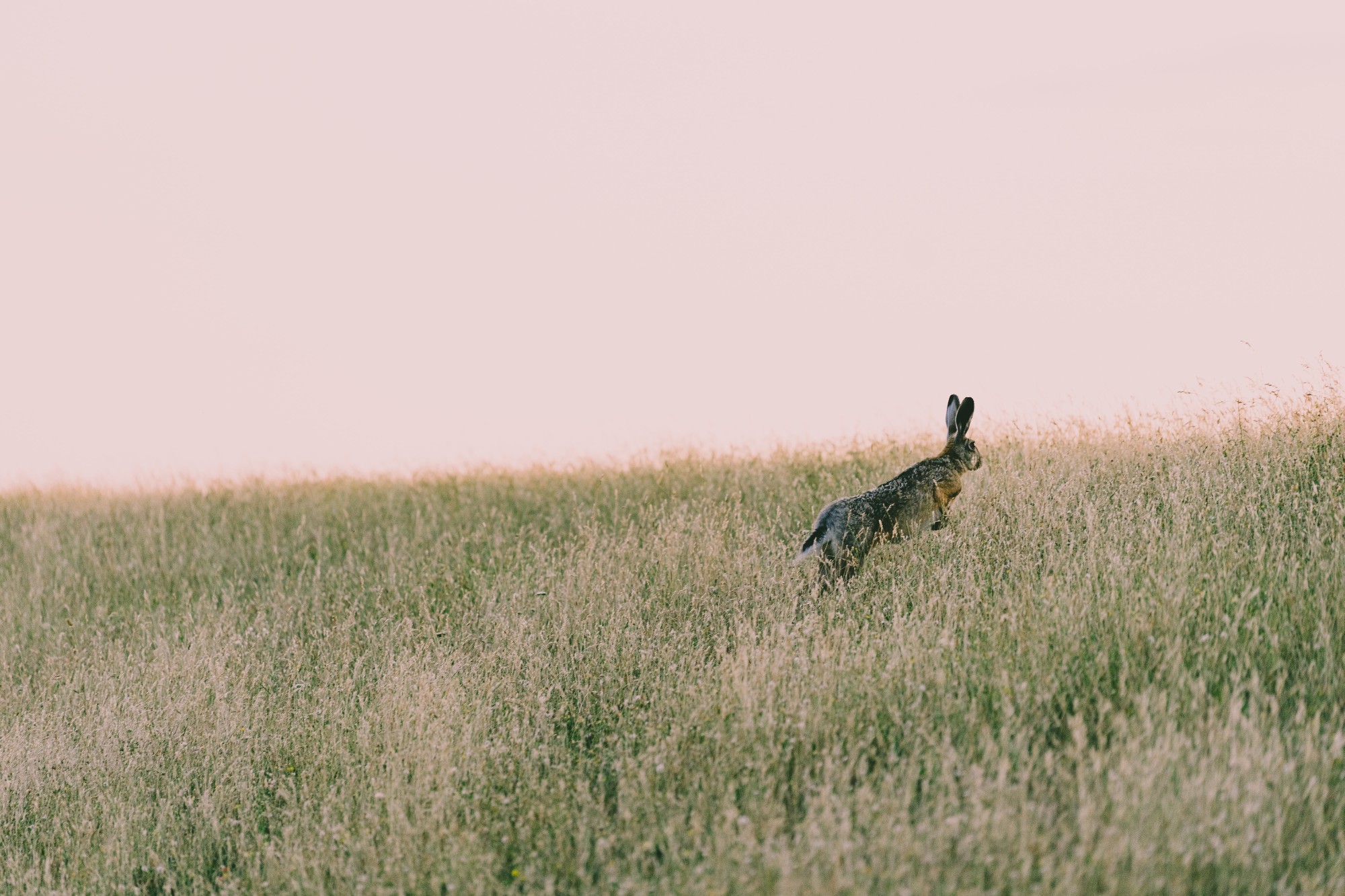 Silvan Schuppisser/Unsplash